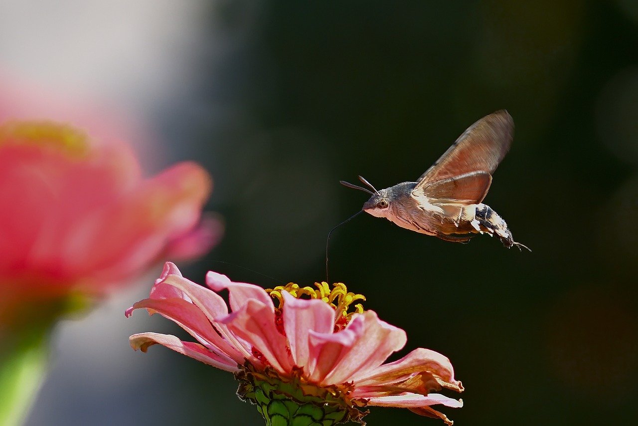 How to Go Green in Your Home Garden